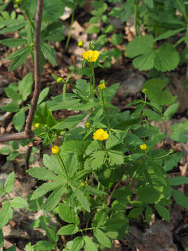 Image of Ranunculus fallax (Wimmer & Grab.) Schur