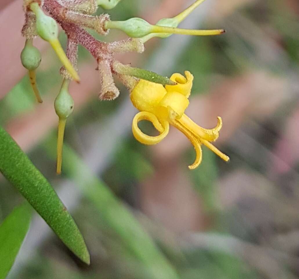 Plancia ëd Persoonia linearis Andr.