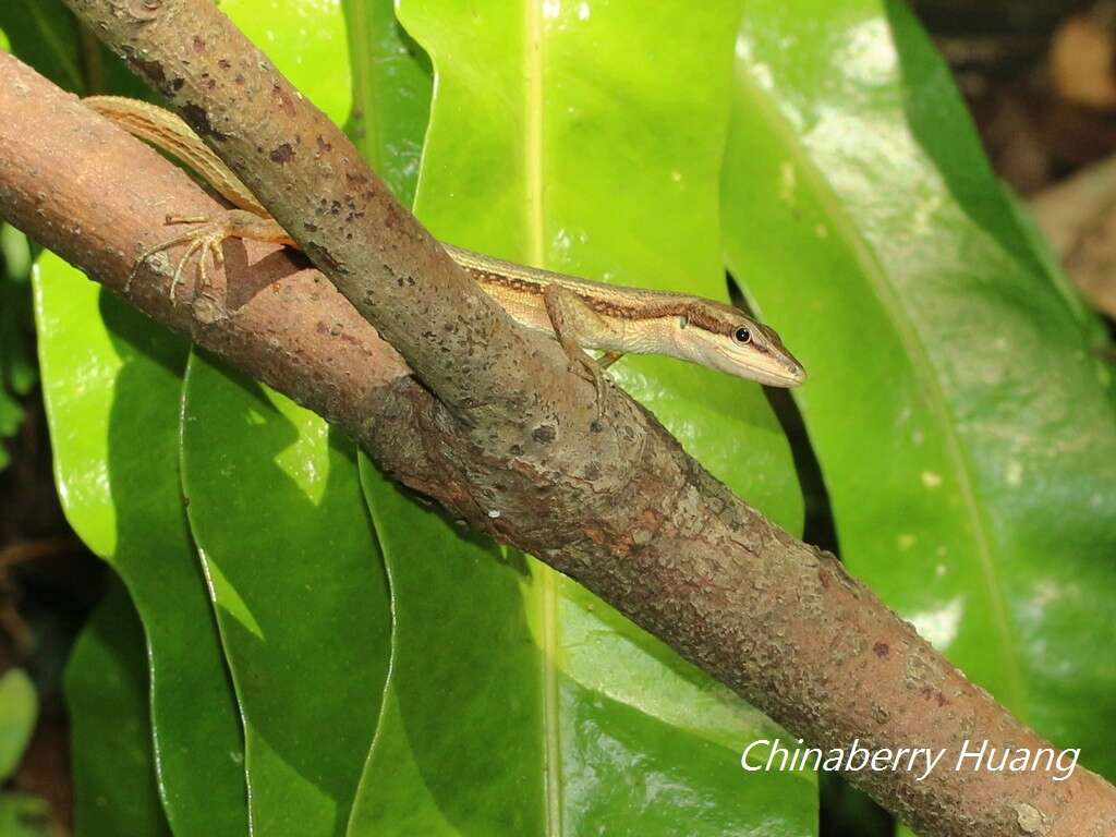 Image of Kuhne’s Grass Lizard