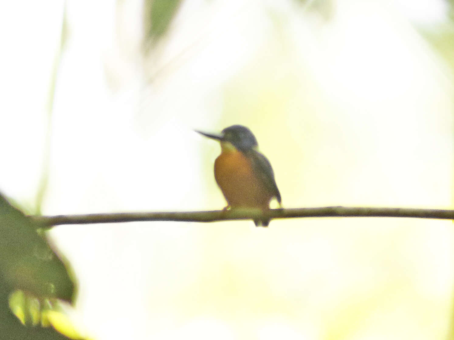 Image of Papuan Dwarf Kingfisher