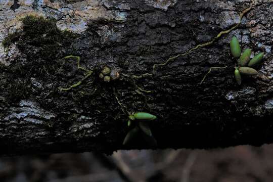 صورة Dendrobium lichenastrum (F. Muell.) Rolfe