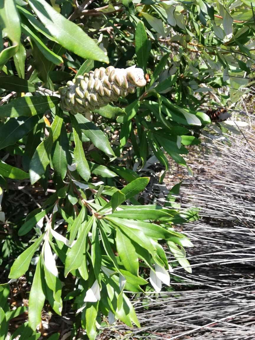 Image of Banksia integrifolia subsp. integrifolia