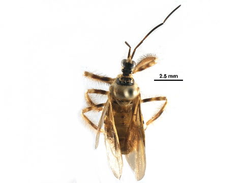 Image of Agriocoris