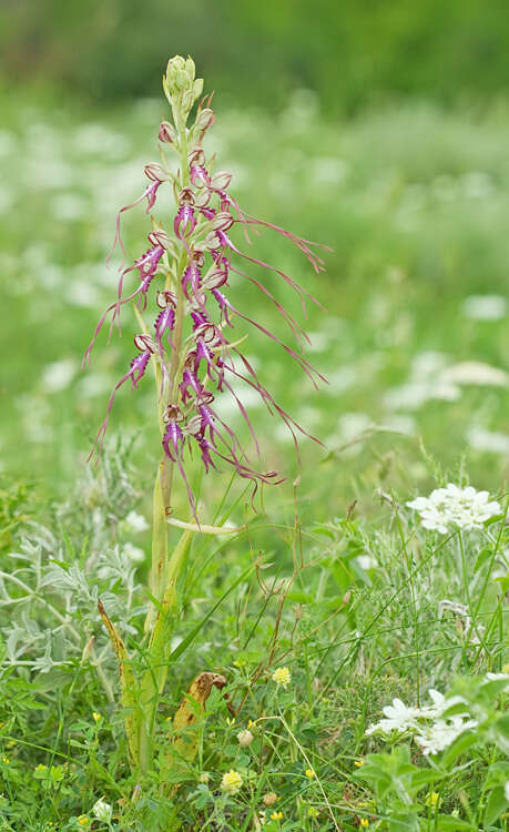 Image of Himantoglossum caprinum subsp. jankae (Somlyay, Kreutz & Óvári) R. M. Bateman, Molnar & Sramkó