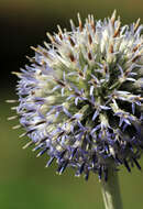 Echinops exaltatus Schrad.的圖片