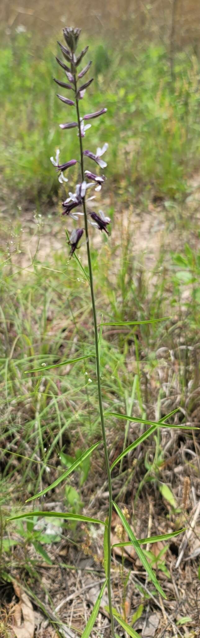 Слика од Streptanthus hyacinthoides Hook.