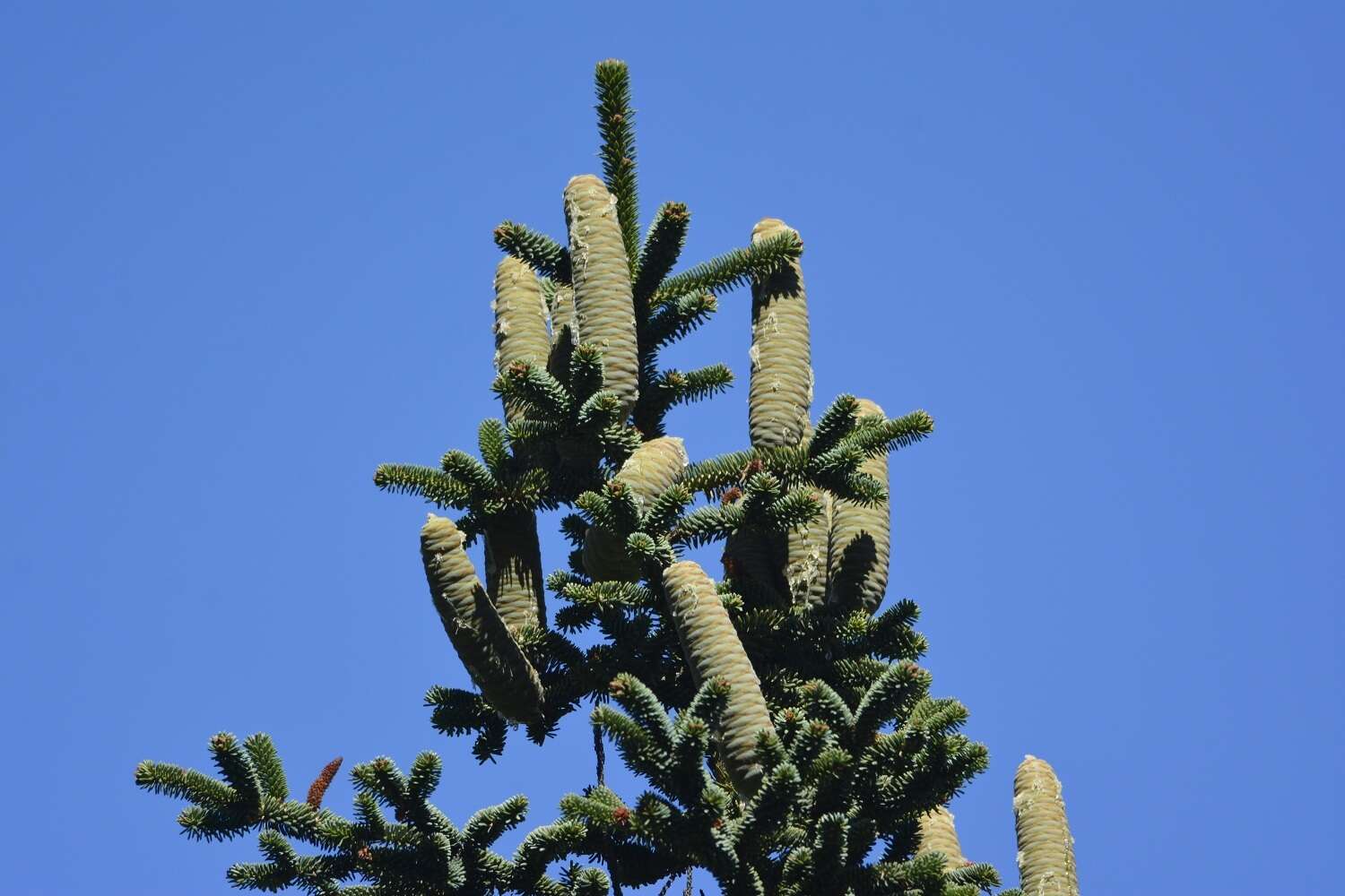 Image of Algerian Fir