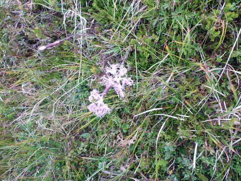 Image of Dianthus superbus subsp. alpestris Celak.