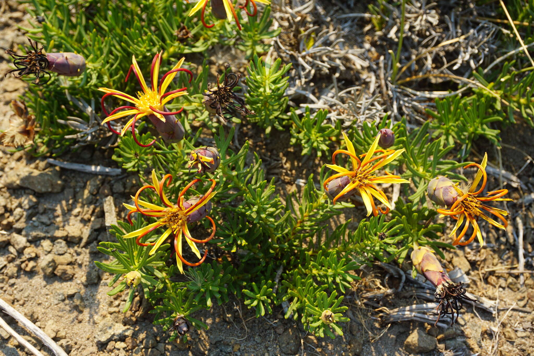 Image of Mutisia linearifolia Cav.