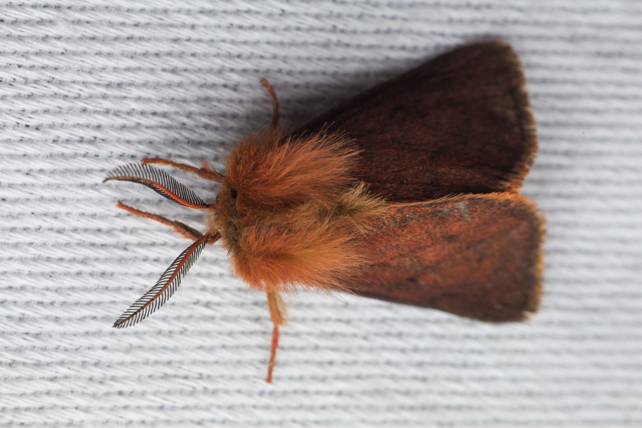 Image of Spilosoma pteridis Edwards 1874