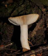 Image of Russula neerimea Grgur. 1997