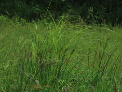 Cyperus nutans Vahl的圖片