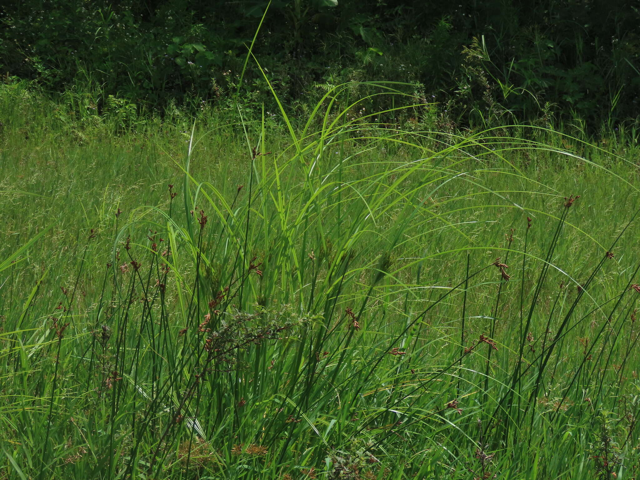 Cyperus nutans Vahl的圖片