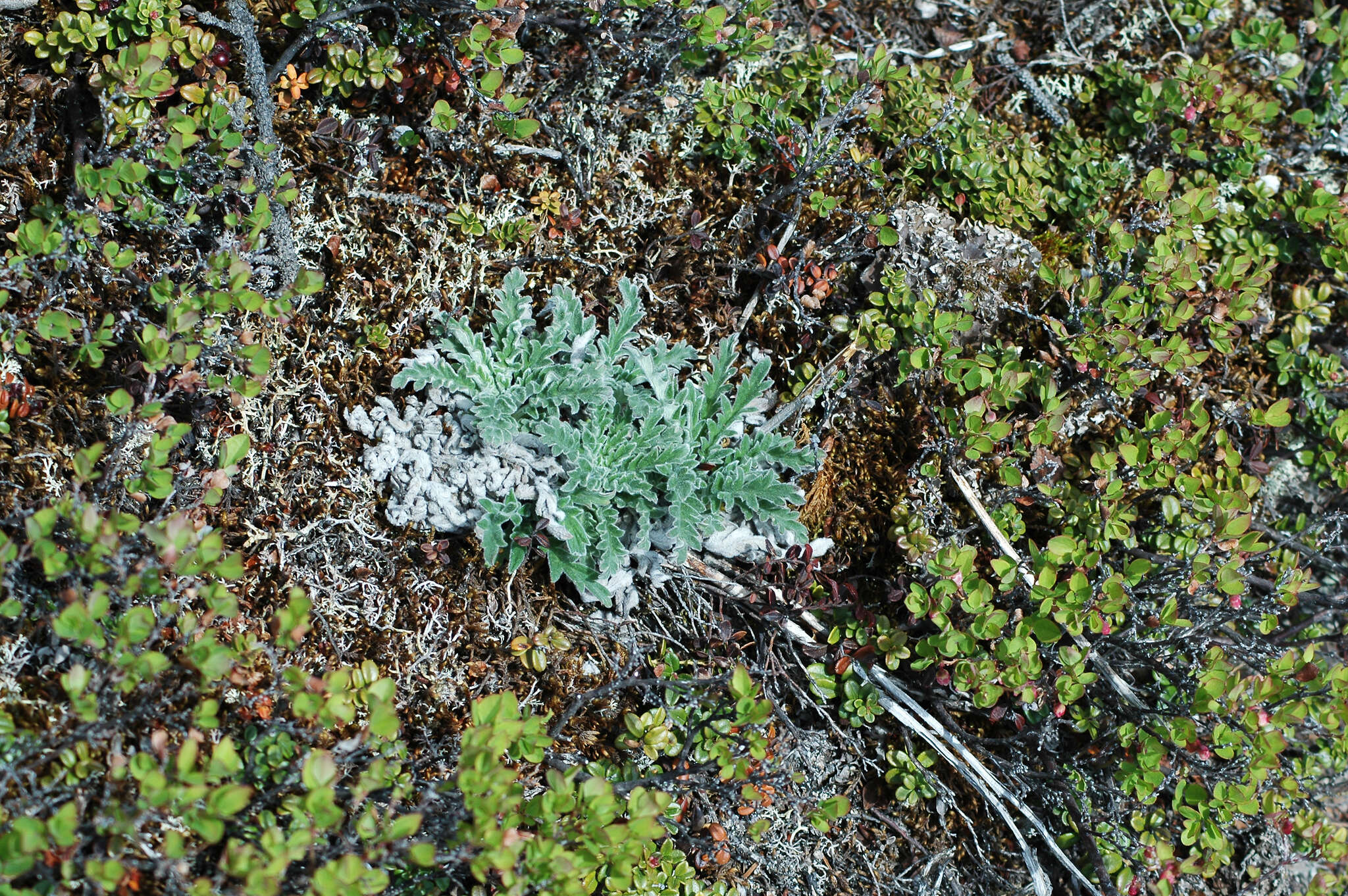 صورة Phacelia mollis Macbr.