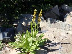 Imagem de Rainiera stricta (Greene) Greene