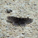 Image of Euphydryas phaeton ozarkae Masters 1968