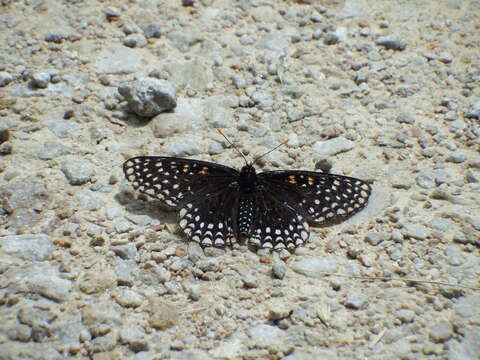 Image de Euphydryas phaeton ozarkae Masters 1968