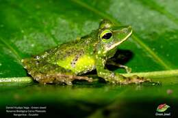 صورة Pristimantis galdi Jiménez de la Espada 1870