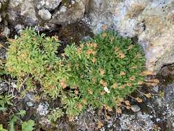 Imagem de Saxifraga seguieri Sprengel