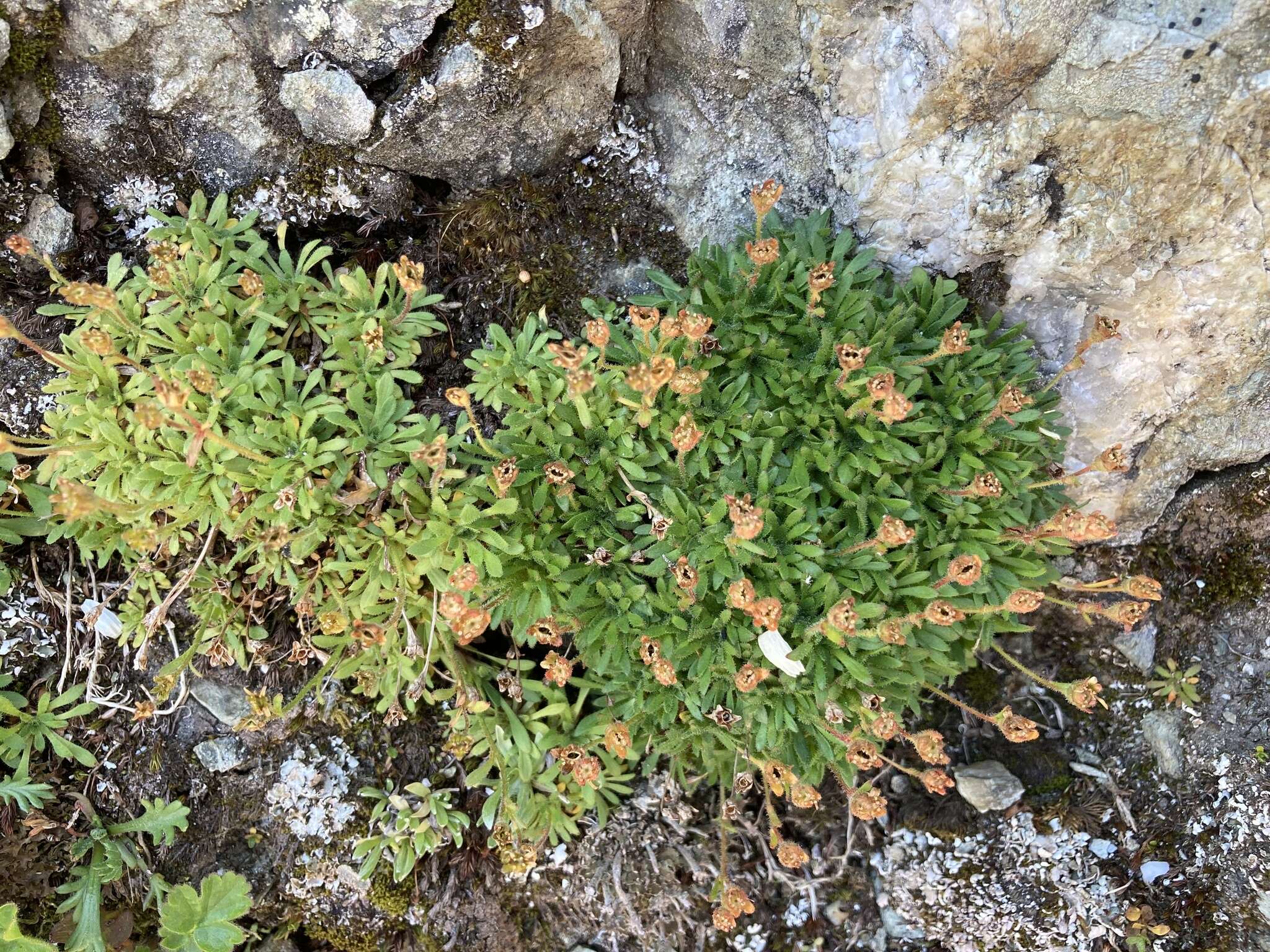 Image of Saxifraga seguieri Sprengel