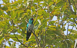 Image of Asian Emerald Cuckoo