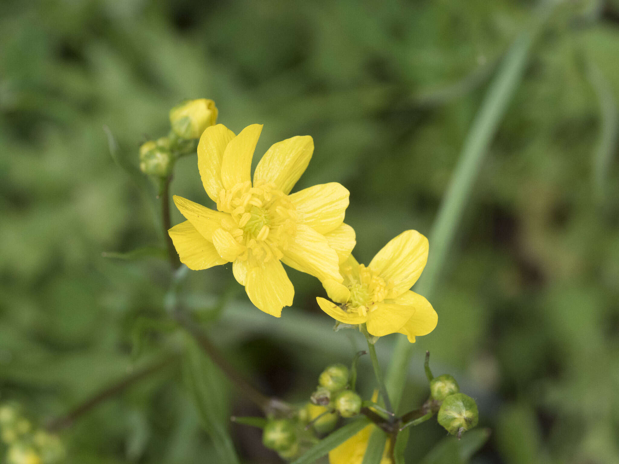 Image of Sacramento Valley Buttercup