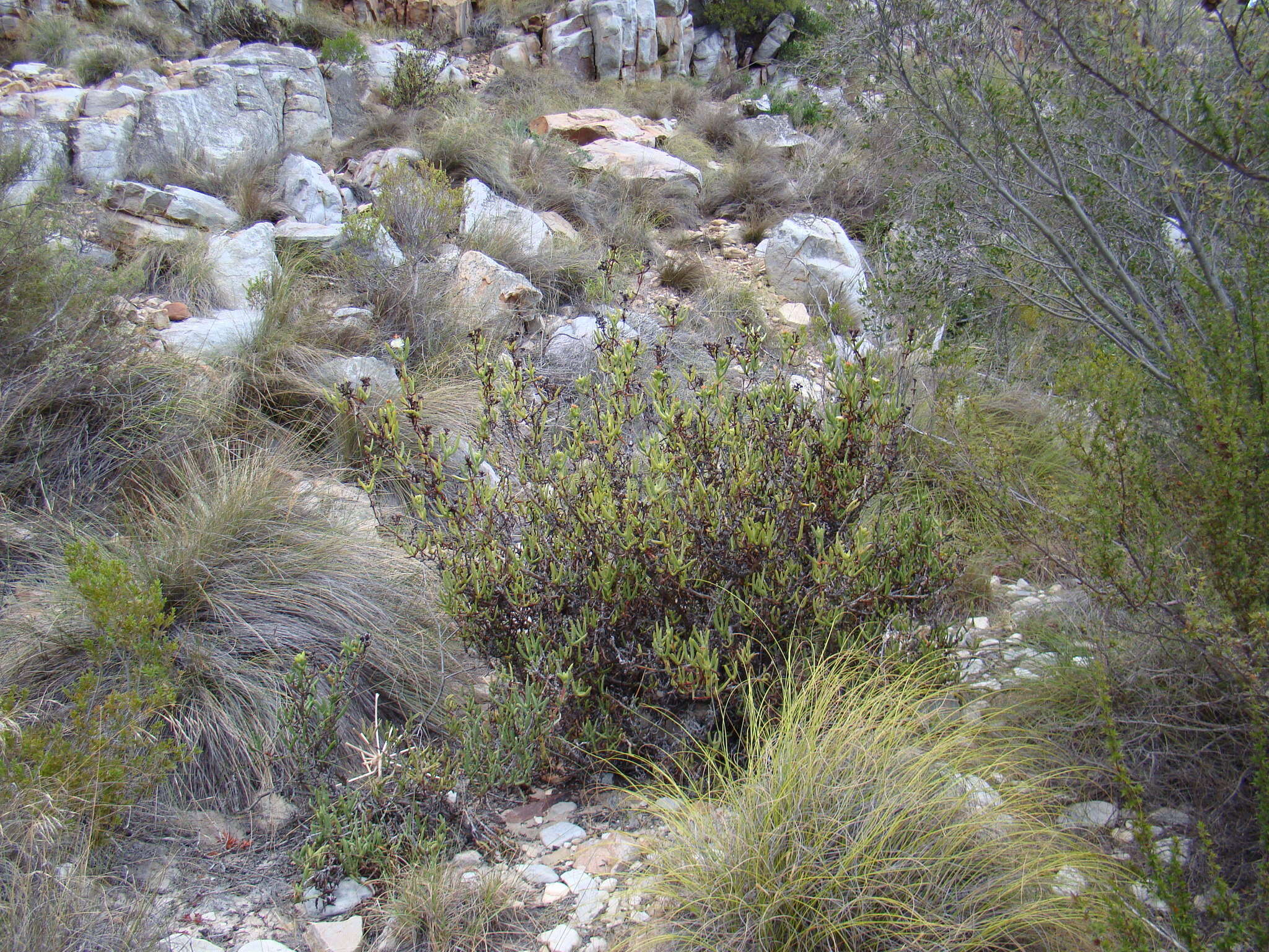 Image of Stayneria neilii (L. Bol.) L. Bol.