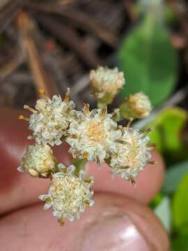 Imagem de Antennaria racemosa Hook.