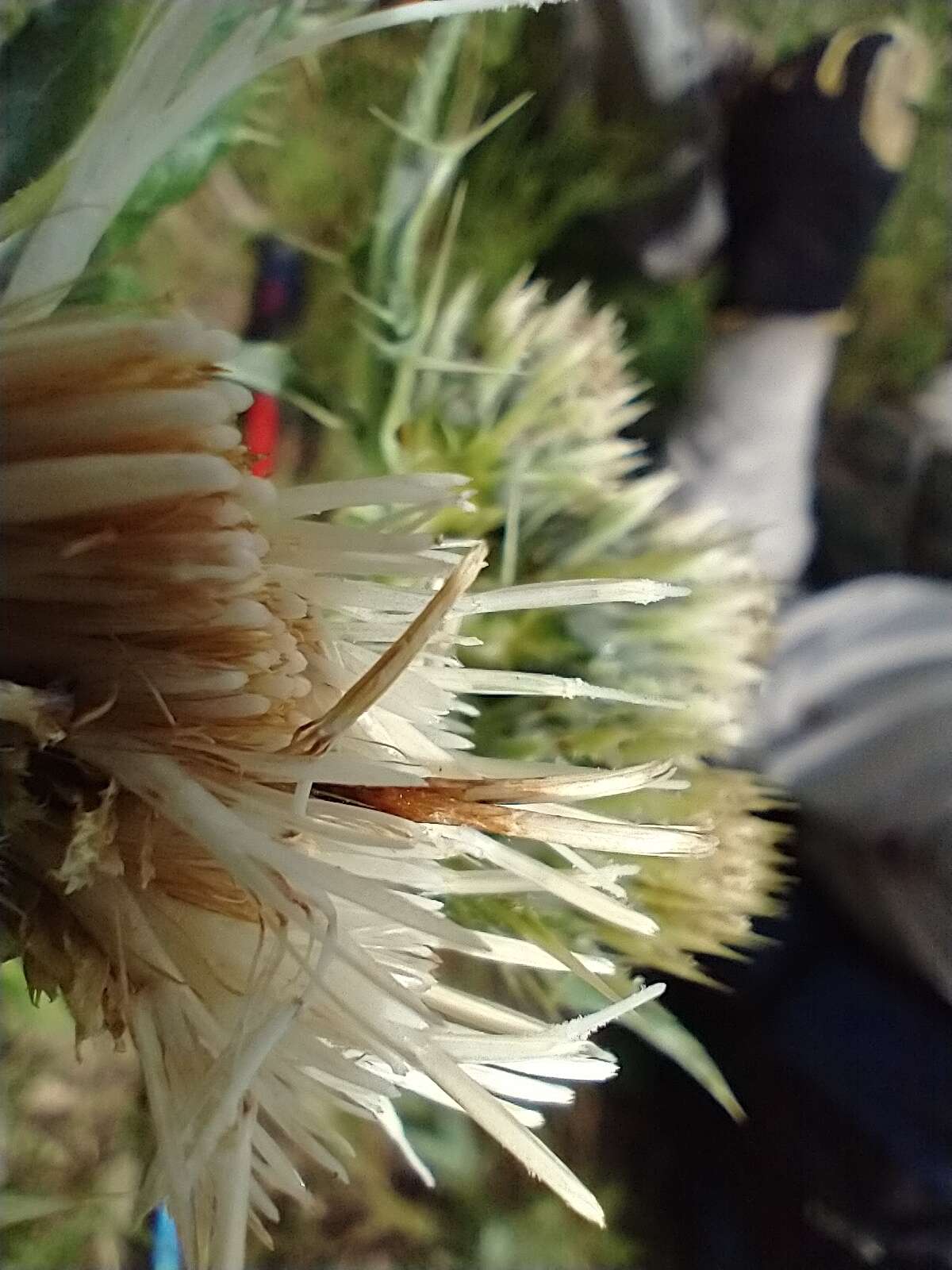 Cirsium clavatum var. americanum (A. Gray) D. J. Keil resmi