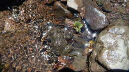 Image of Black Spiny-chest Frog