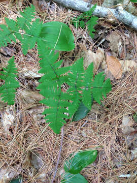 Image of Common Fern