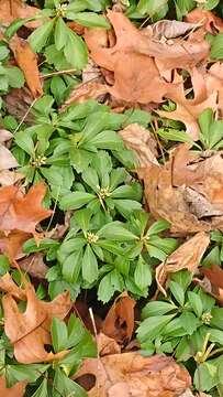 Image of Japanese pachysandra