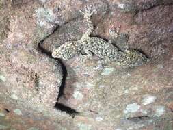 Image of Broad-tailed Gecko