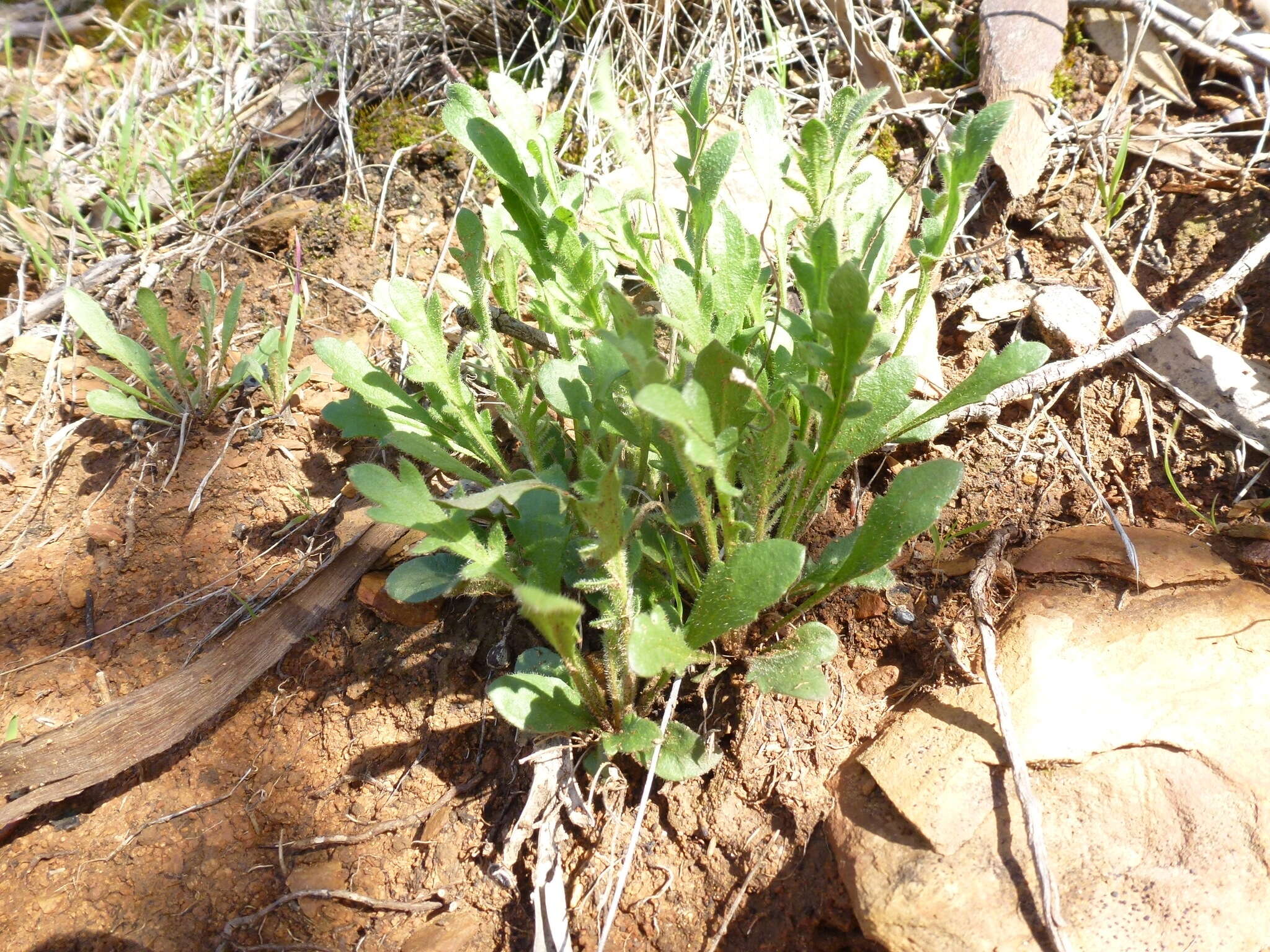 Image of Goodenia pinnatifida Schltdl.