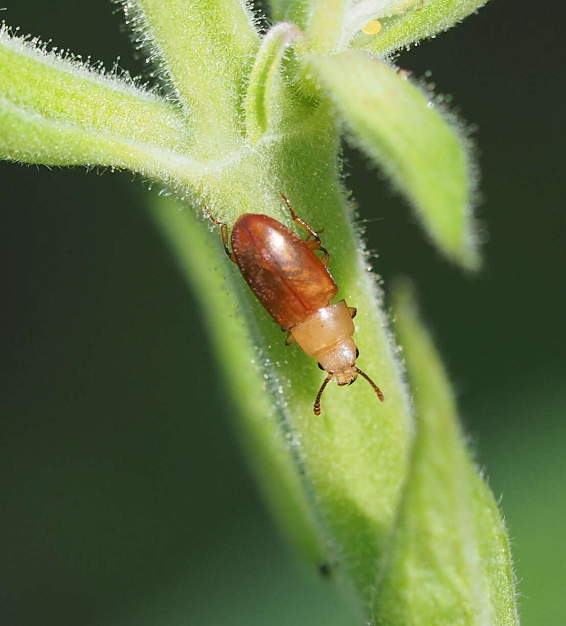 Слика од Antherophagus pallens (Linnaeus 1758)