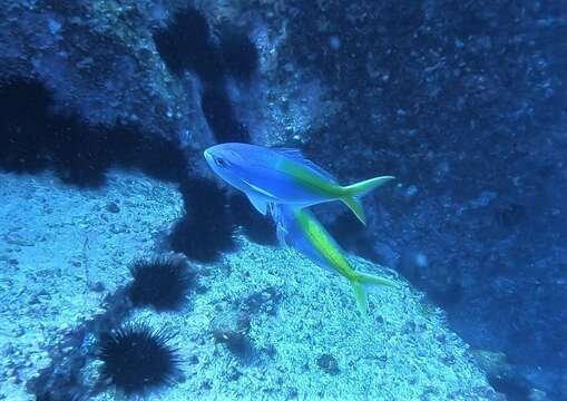 Image of Yellowtail blue snapper