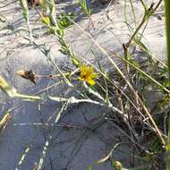 Sivun Tragopogon heterospermus Schweigger kuva