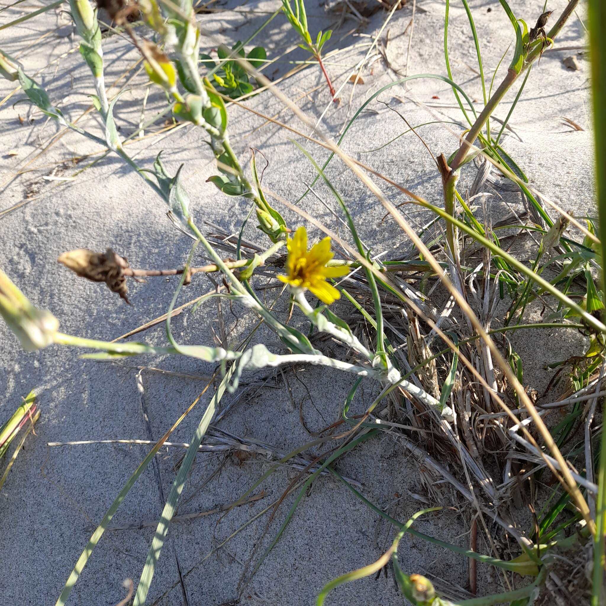 Sivun Tragopogon heterospermus Schweigger kuva