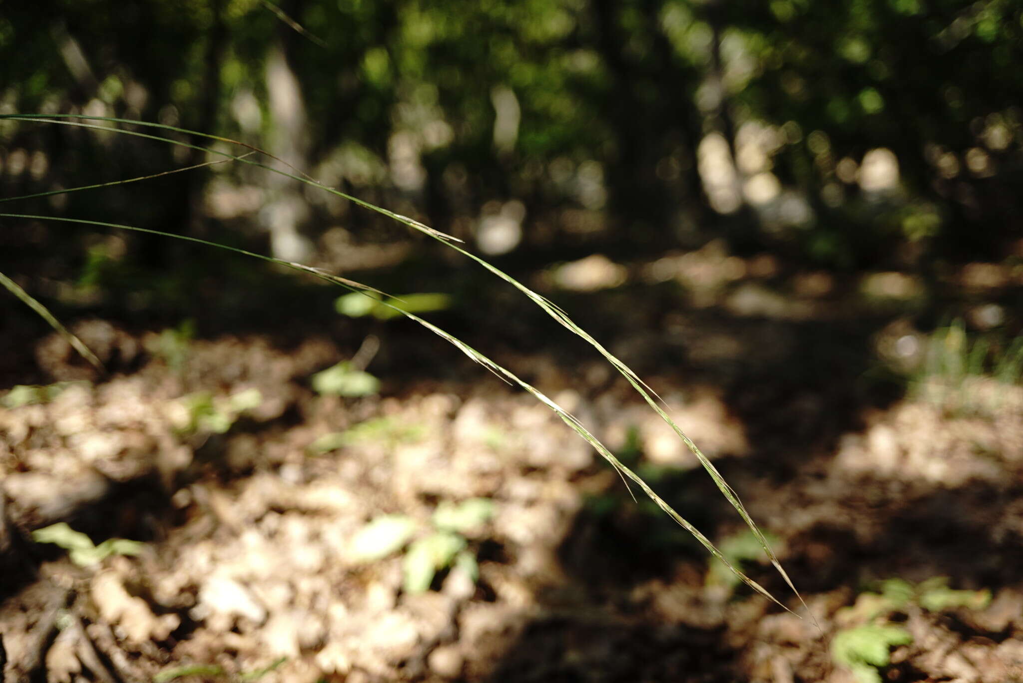 Imagem de Achnatherum bromoides (L.) P. Beauv.