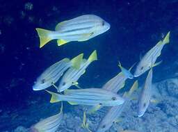 Image of Spanish flag snapper