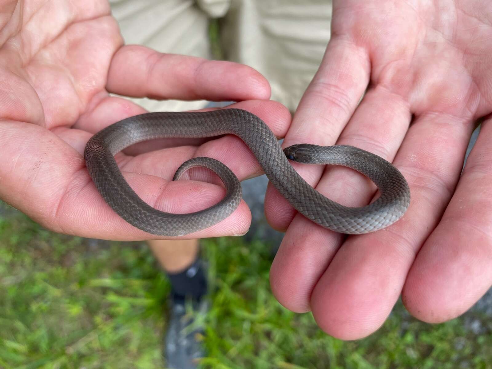 Image of Mountain Earth Snake