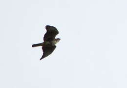 Imagem de Buteo albigula Philippi 1899