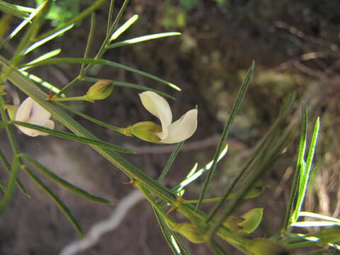 Imagem de <i>Psoralea margaretiflora</i>