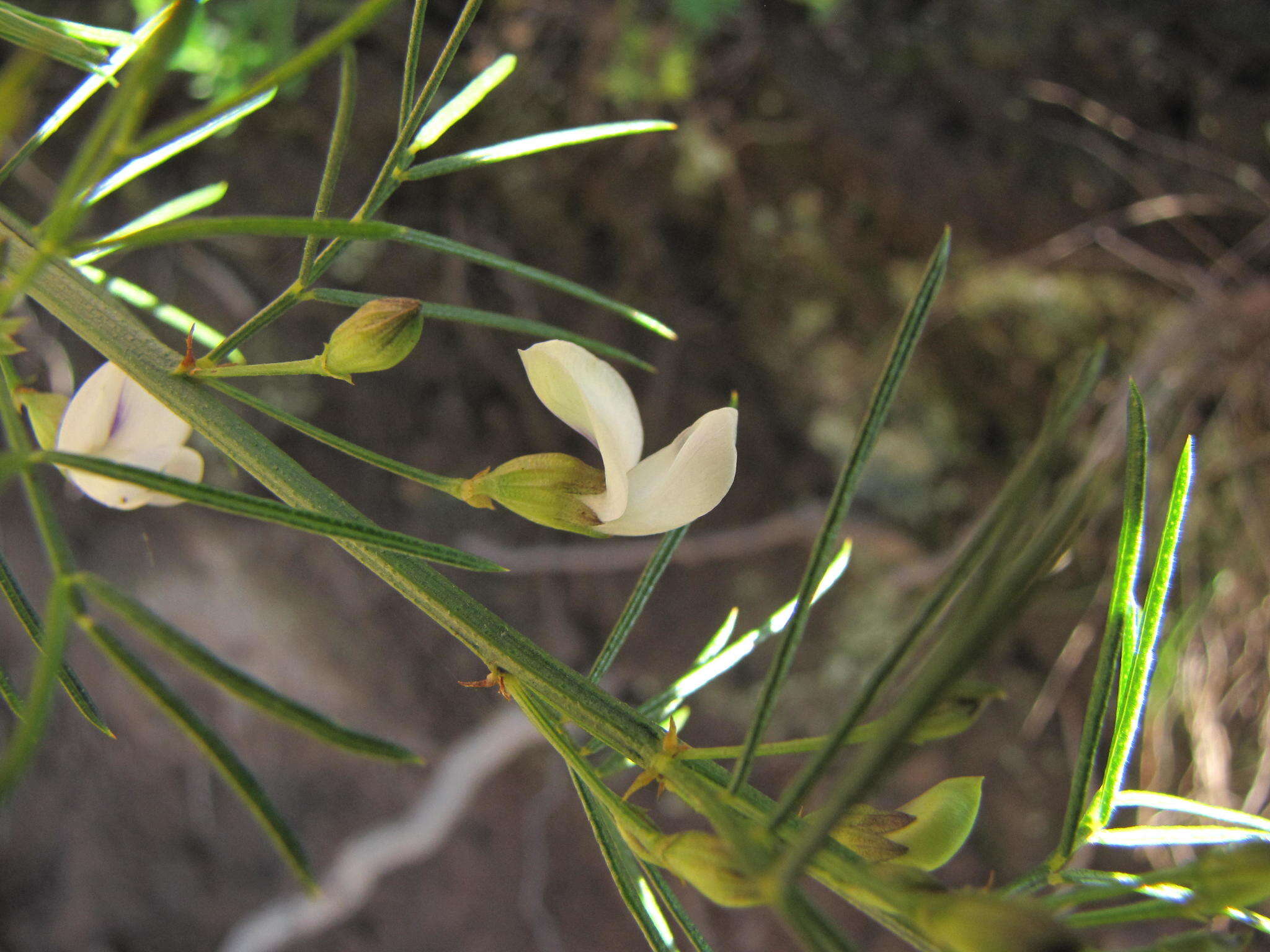 Image of <i>Psoralea margaretiflora</i>