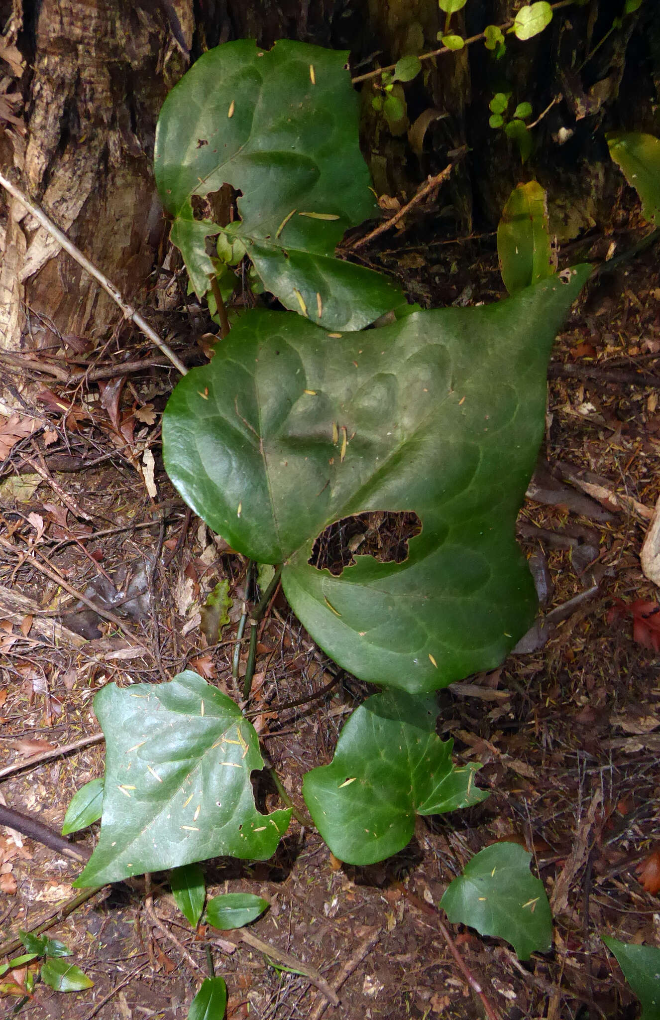 Image of Algerian ivy