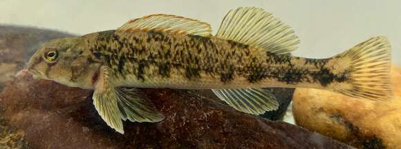 Image of Swannanoa Darter