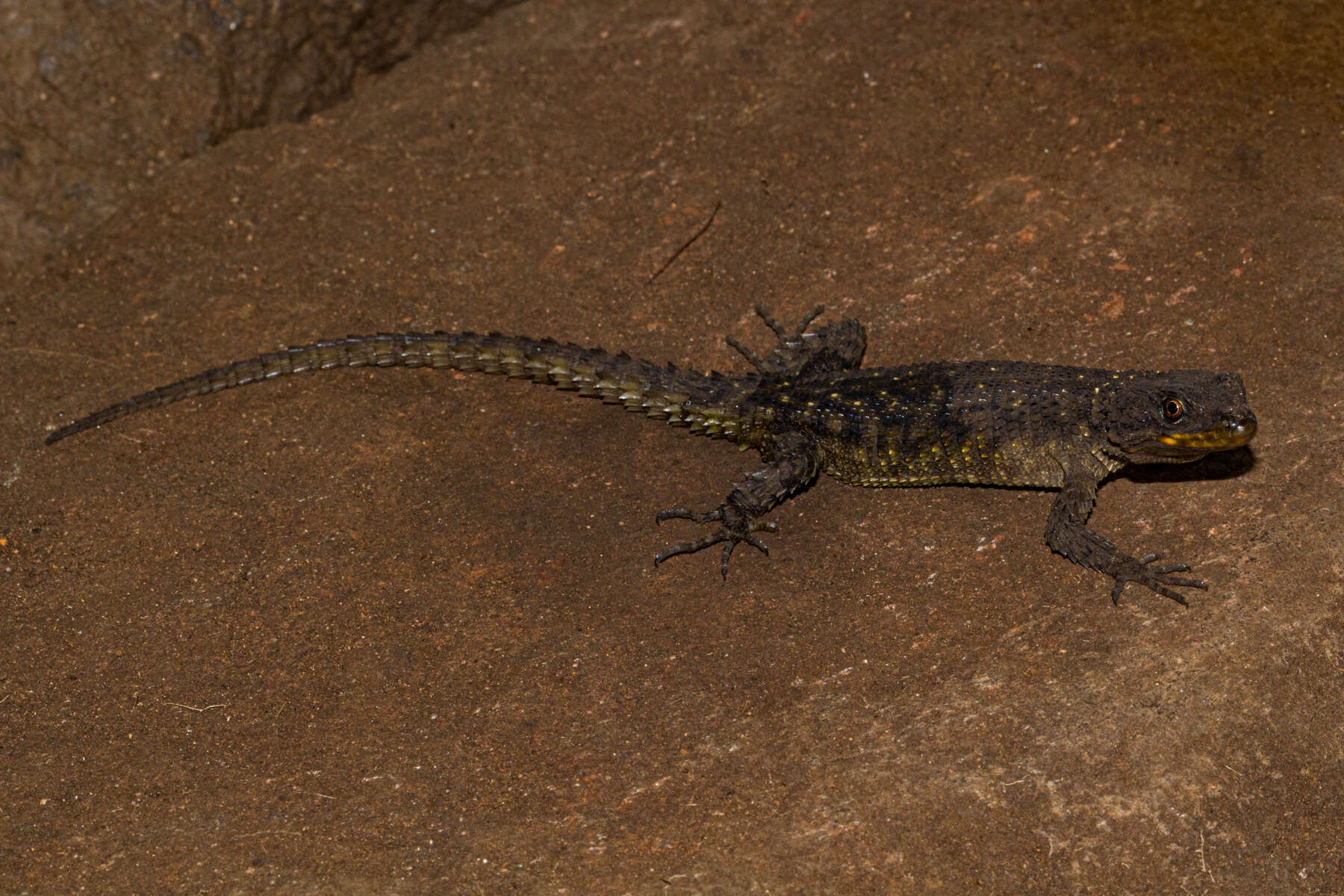 Image de Smaug mossambicus (Fitzsimons 1958)