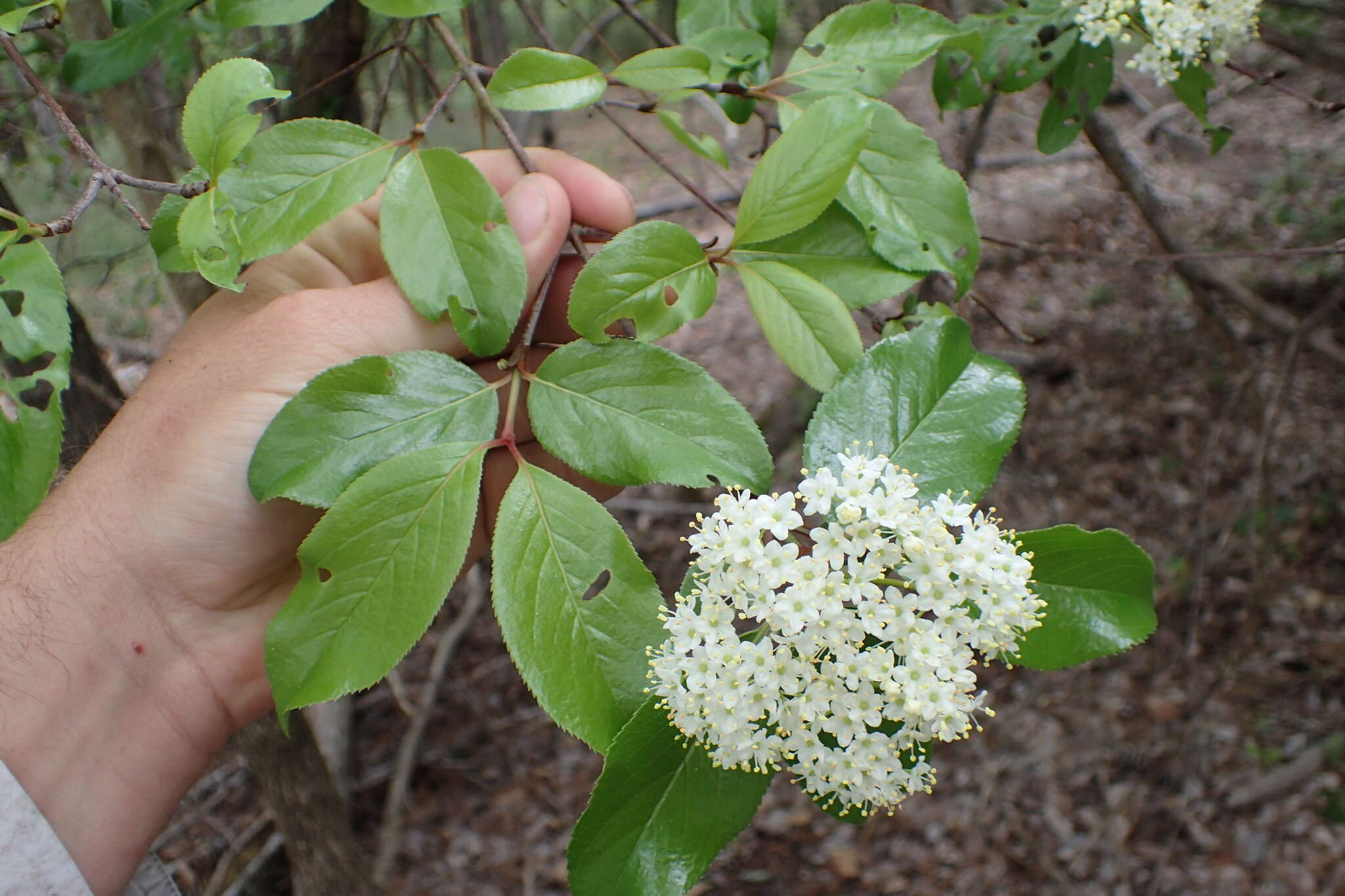 Image of possumhaw