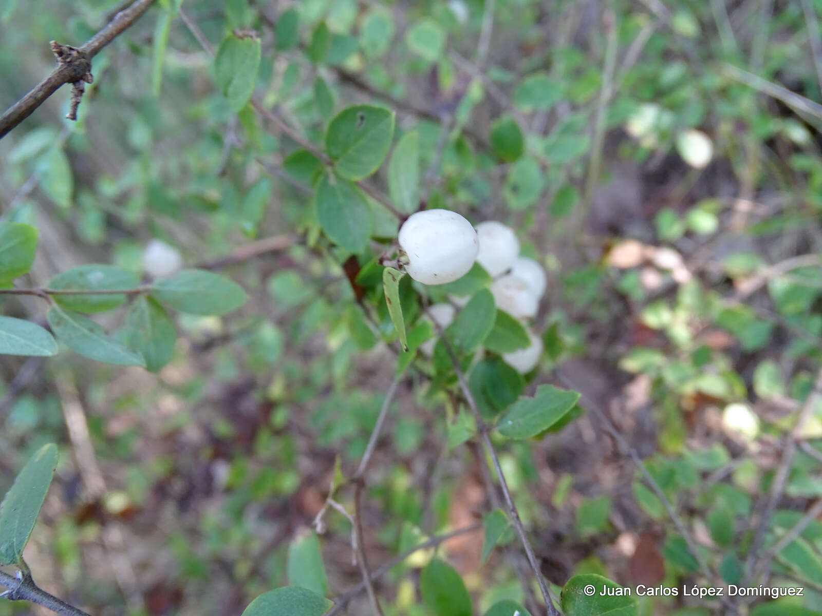 Image of pink snowberry