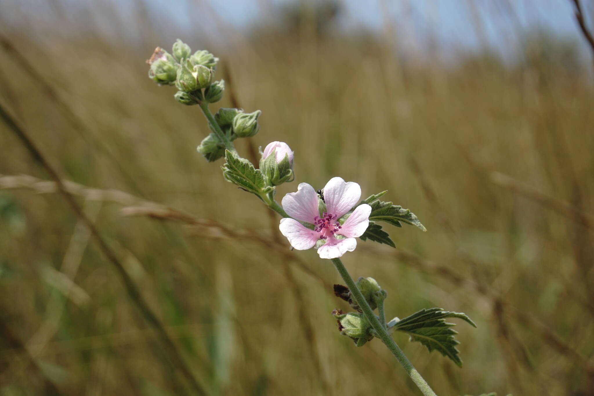 Image de Althaea × taurinensis